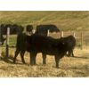 Image 7 : Stephen Crawford - 560# Steer Calves - 75 Head (Caroline, AB)