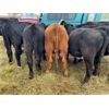 Image 5 : Loewen & Heather Sigfusson - 885# Heifers - 70 Head (Oakview, MB)