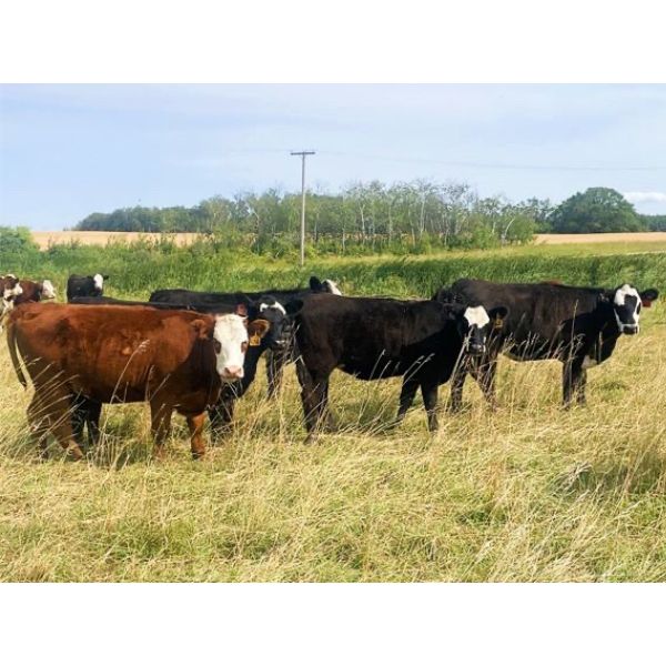 Peter Oosthuysen - 475# Heifer Calves - 100 Head (Ebenezer, SK)