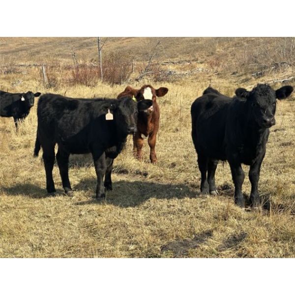 Rodney & Amanda Reid - 575# Steer Calves - 108 Head (Corning, SK)