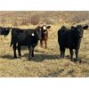 Image 1 : Rodney & Amanda Reid - 575# Steer Calves - 108 Head (Corning, SK)