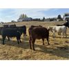 Image 5 : Rodney & Amanda Reid - 575# Steer Calves - 108 Head (Corning, SK)