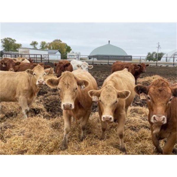 James Keen - 950# Heifers - 195 Head (Marquette, MB)