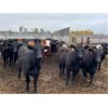 Image 12 : James Keen - 950# Heifers - 195 Head (Marquette, MB)