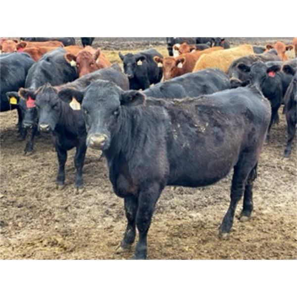 James Keen - 950# Heifers - 195 Head (Marquette, MB)