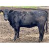 Image 9 : James Keen - 950# Heifers - 195 Head (Marquette, MB)