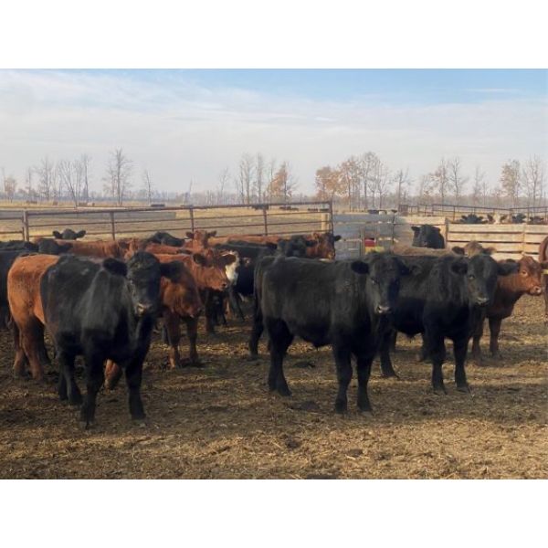 Bruce & Judy Dickson - 936# Steers - 66 Head (Leslieville, AB)
