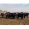 Image 2 : Bruce & Judy Dickson - 936# Steers - 66 Head (Leslieville, AB)
