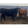 Image 5 : Bruce & Judy Dickson - 936# Steers - 66 Head (Leslieville, AB)
