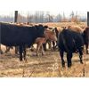 Image 2 : J2 Stock Farms - 940# Heifers - 66 Head (Darwell, AB)