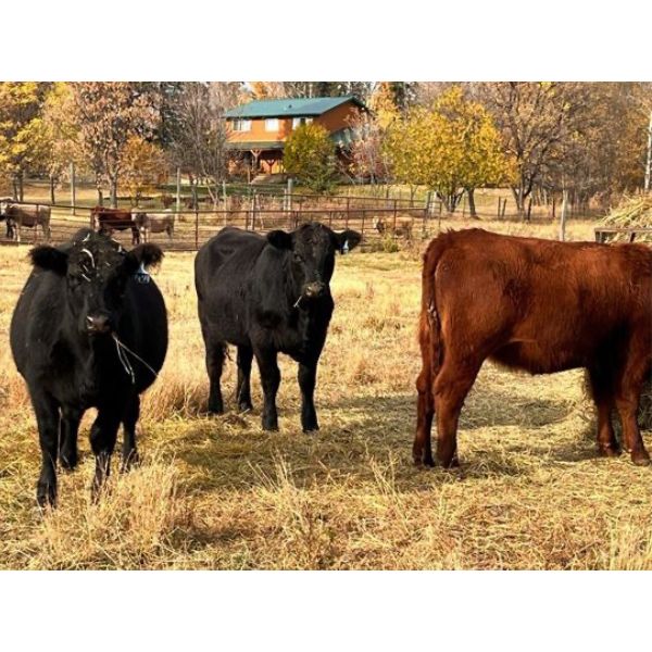 J2 Stock Farms - 780# Heifers - 43 Head (Darwell, AB)