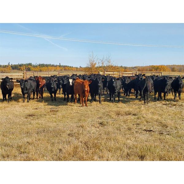 J & M Farms - 880# Heifers - 100 Head (Thorhild, AB)
