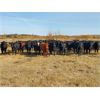 Image 1 : J & M Farms - 880# Heifers - 100 Head (Thorhild, AB)