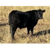 Image 12 : WD Farms - 570# Steer Calves - 85 Head (Elk Point, AB)