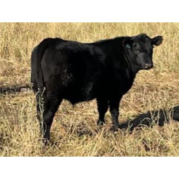 WD Farms - 570# Steer Calves - 85 Head (Elk Point, AB)