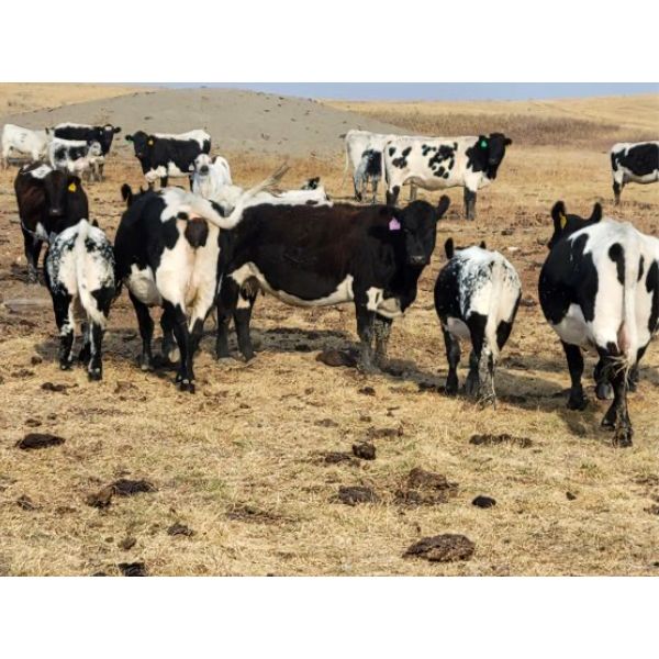 Chance & Grace Peters - 480# Steer Calves - 60 Head (Tompkins, SK)