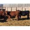 Image 2 : Corey Cattle Co. - 1025# Heifers - 60 Head (Swift Current, SK)