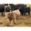 Image 3 : Blue Ridge Farms - 585# Steer Calves - 180 Head (Blue Ridge, AB)