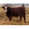 Image 4 : Blue Ridge Farms - 585# Steer Calves - 180 Head (Blue Ridge, AB)