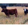 Image 5 : Blue Ridge Farms - 585# Steer Calves - 180 Head (Blue Ridge, AB)