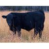 Image 6 : Blue Ridge Farms - 585# Steer Calves - 180 Head (Blue Ridge, AB)