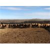 Image 3 : Reilly Lake Ranching - 870# Weaned Heifers - 130 Head (Lloydminster, AB)