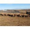 Image 4 : Reilly Lake Ranching - 870# Weaned Heifers - 130 Head (Lloydminster, AB)