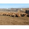 Image 5 : Reilly Lake Ranching - 870# Weaned Heifers - 130 Head (Lloydminster, AB)