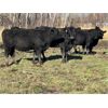 Image 3 : Jonsson Farms - 965# Heifers - 65 Head (Oakview, MB)