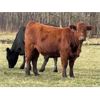Image 5 : Jonsson Farms - 965# Heifers - 65 Head (Oakview, MB)