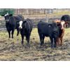 Image 2 : Darryl Craik - 625# Steer Calves - 95 Head (Langruth, MB)