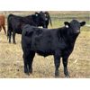 Image 3 : Darryl Craik - 625# Steer Calves - 95 Head (Langruth, MB)