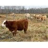 Image 5 : Darryl Craik - 625# Steer Calves - 95 Head (Langruth, MB)