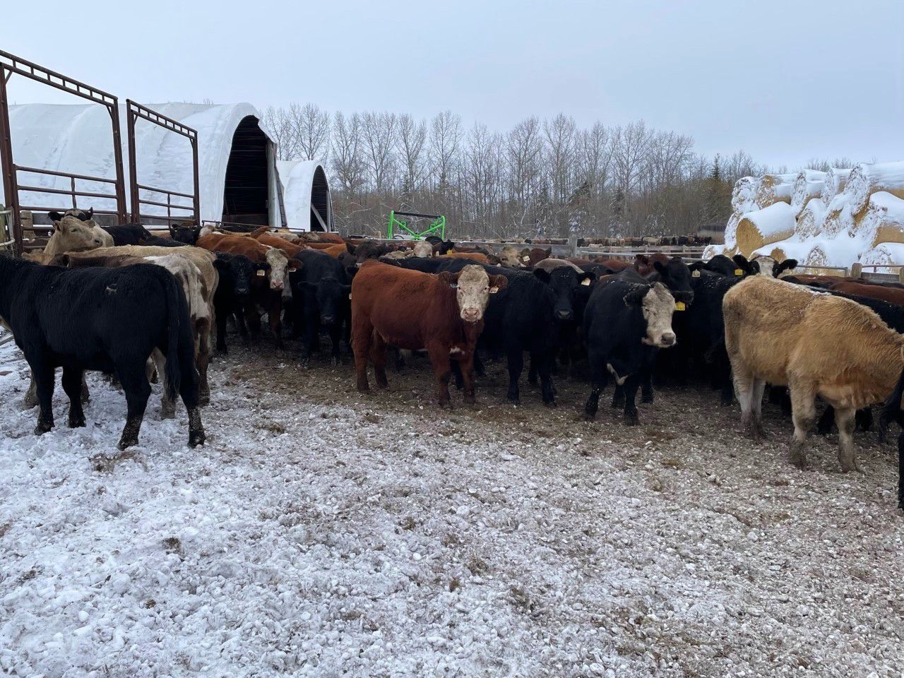 45 Ranch Range 45 Ranch Ltd. - 850# Steers - 73 Head (Dewberry, AB) - Team ...