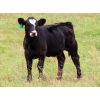 Image 9 : Brian Martin - 525# Heifer Calves - 50 Head (Regina, SK)