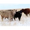 Image 3 : Borys Ag - 700# Steer Calves - 85 Head (Cedoux, SK)