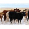 Image 5 : Borys Ag - 700# Steer Calves - 85 Head (Cedoux, SK)