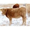 Image 6 : Borys Ag - 700# Steer Calves - 85 Head (Cedoux, SK)