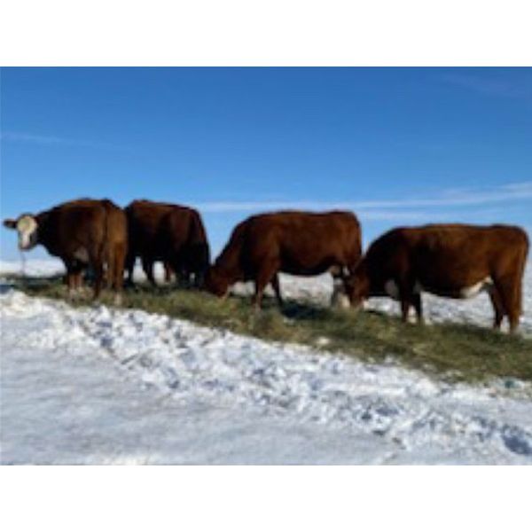 DC Ranch - 30 Red Angus X Hereford Bred Cows (Rockglen, SK) - Team ...