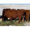 Image 2 : DC Ranch - 30 Red Angus X Hereford Bred Cows (Rockglen, SK)