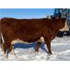 Image 3 : DC Ranch - 30 Red Angus X Hereford Bred Cows (Rockglen, SK)