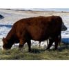 Image 4 : DC Ranch - 30 Red Angus X Hereford Bred Cows (Rockglen, SK)
