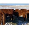 Image 5 : DC Ranch - 30 Red Angus X Hereford Bred Cows (Rockglen, SK)