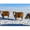 Image 6 : DC Ranch - 30 Red Angus X Hereford Bred Cows (Rockglen, SK)