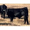 Image 2 : Standing Farms - 540# Steer Calves - 55 Head (Spondin, AB)