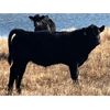 Image 4 : Standing Farms - 540# Steer Calves - 55 Head (Spondin, AB)