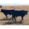 Image 5 : Standing Farms - 540# Steer Calves - 55 Head (Spondin, AB)