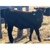 Image 6 : Standing Farms - 540# Steer Calves - 55 Head (Spondin, AB)