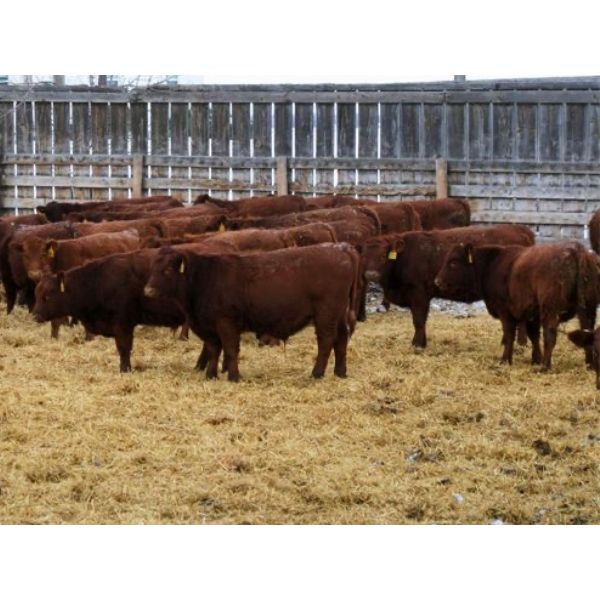 Schapansky Farms - 690# Steer Calves - 78 Head (Coaldale, AB)