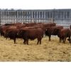 Image 1 : Schapansky Farms - 690# Steer Calves - 78 Head (Coaldale, AB)